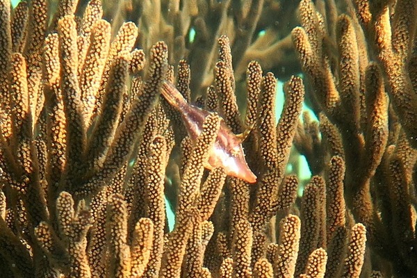 Filefish - Slender Filefish