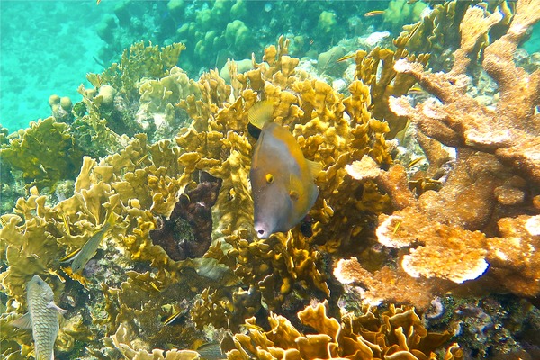 Filefish - Whitespotted Filefish