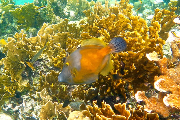 Filefish - Whitespotted Filefish