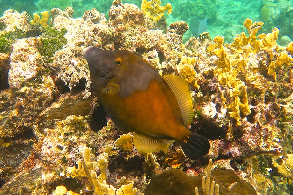 Filefish - Whitespotted Filefish