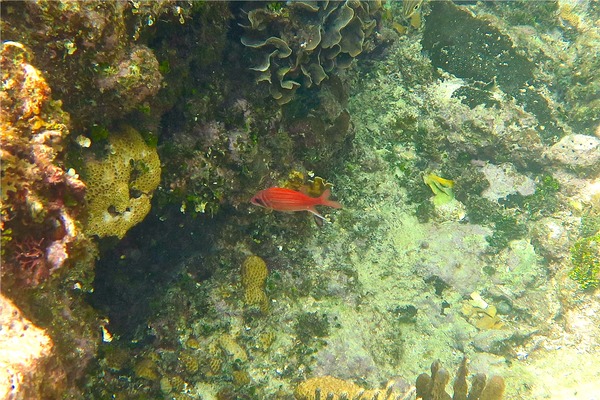 Squirrelfish - Longjaw Squirrelfish