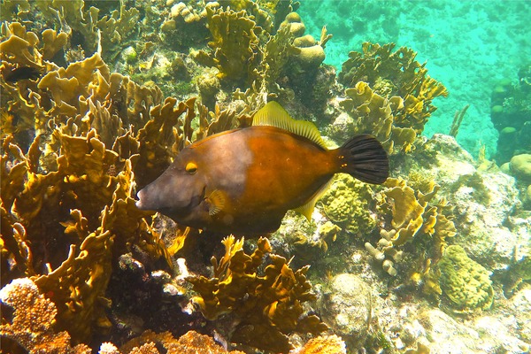 Filefish - Whitespotted Filefish