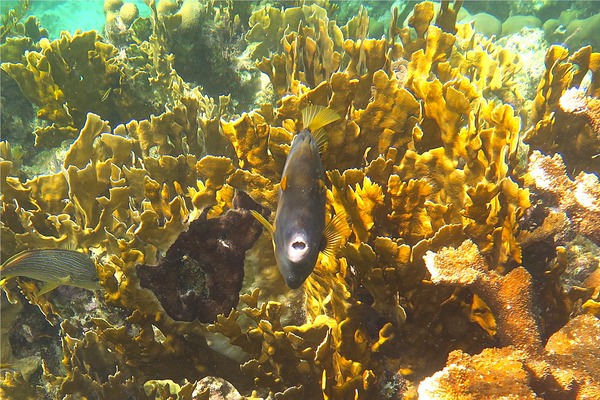 Filefish - Whitespotted Filefish