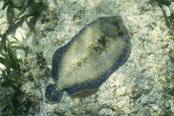 Flounders - Plate Flounder