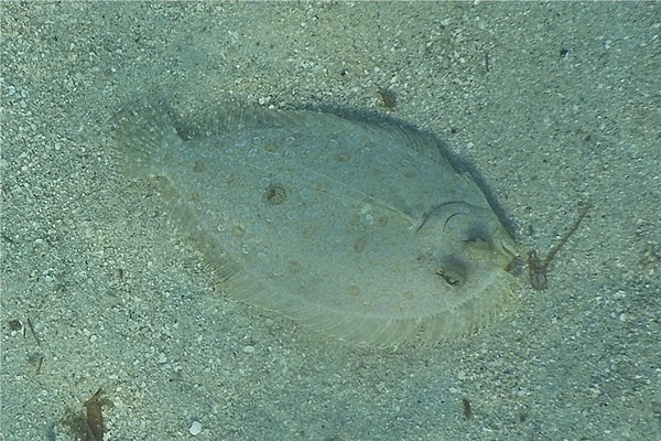 Flounders - Maculated Flounder