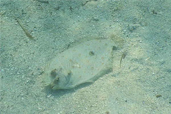 Flounders - Maculated Flounder