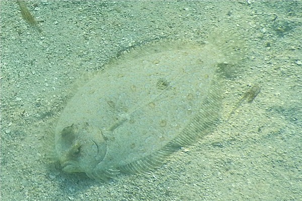 Flounders - Maculated Flounder