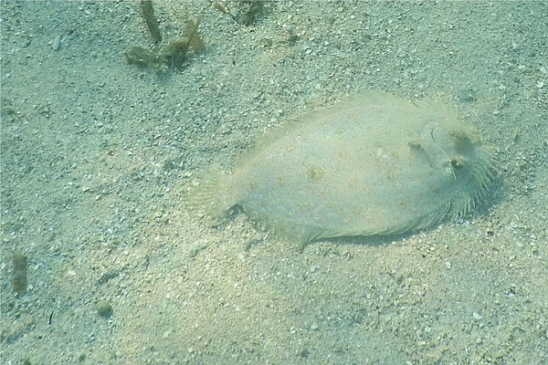 Flounders - Maculated Flounder