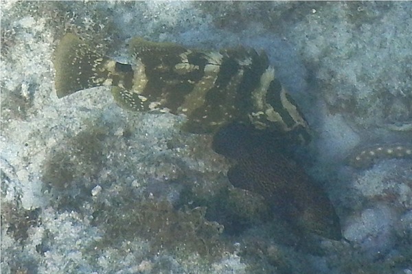 Groupers - Nassau Grouper