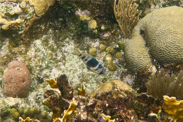 Hamlets - Barred Hamlet