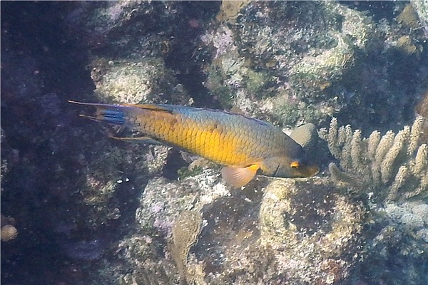 Hogfish - Spanish Hogfish