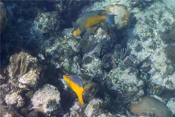 Hogfish - Spanish Hogfish