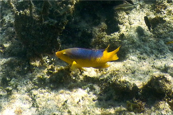 Hogfish - Spanish Hogfish