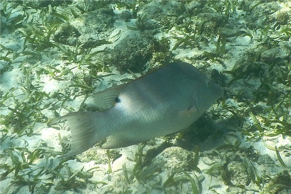 Hogfish - Hogfish