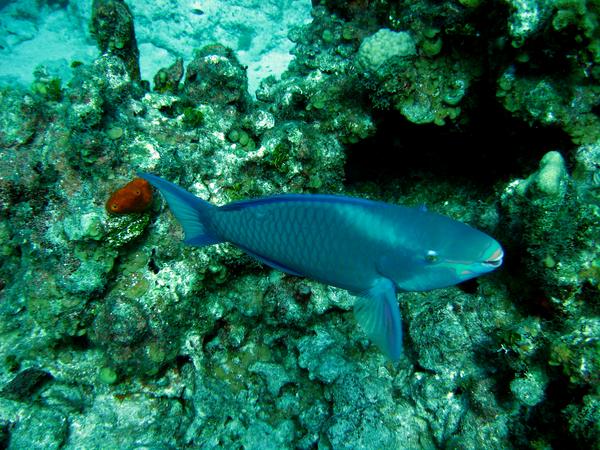 Parrotfish - Queen Parrotfish