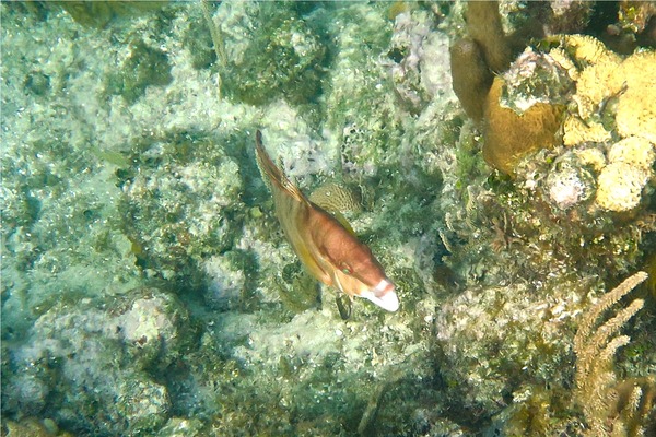 Hogfish - Hogfish