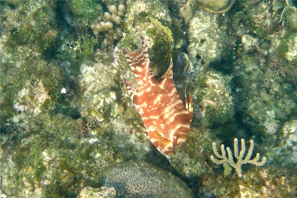 Hogfish - Hogfish