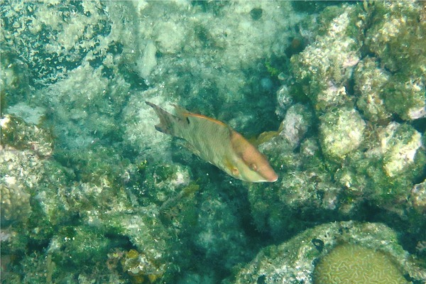 Hogfish - Hogfish