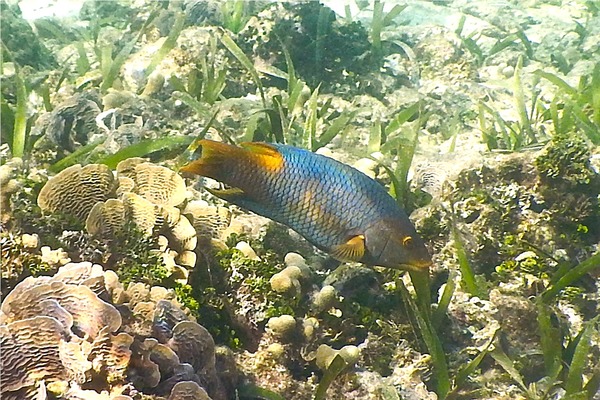 Hogfish - Spanish Hogfish