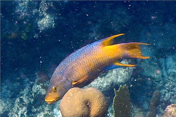 Hogfish - Spanish Hogfish