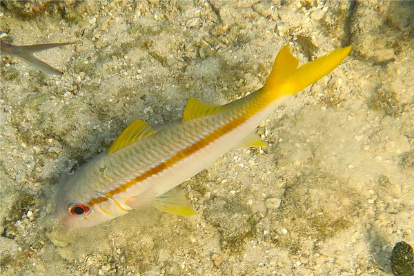 Goatfish - Yellow Goatfish