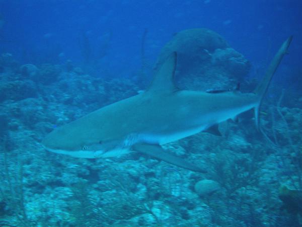 Sharks - Blacktip Reef Shark