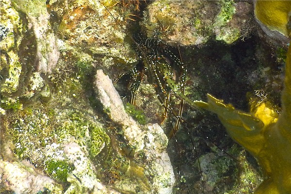 Spiny Lobsters - Spotted Spiny Caribbean Lobster