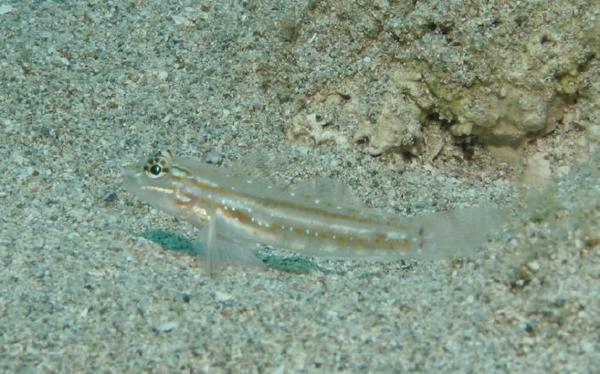 Gobies - Bridled Goby