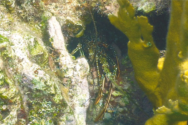 Spiny Lobsters - Spotted Spiny Caribbean Lobster