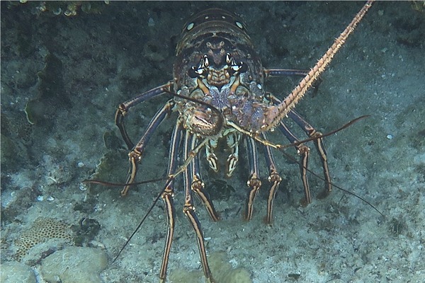 Spiny Lobsters - Caribbean Spiny Lobster