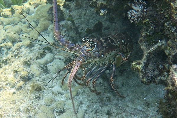 Spiny Lobsters - Caribbean Spiny Lobster