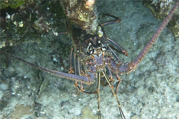 Spiny Lobsters - Caribbean Spiny Lobster