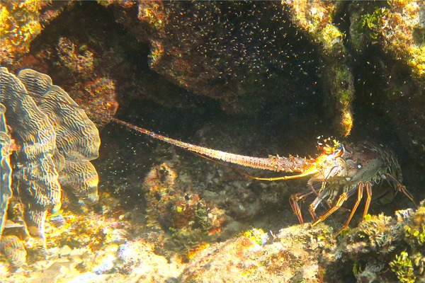 Spiny Lobsters - Caribbean Spiny Lobster