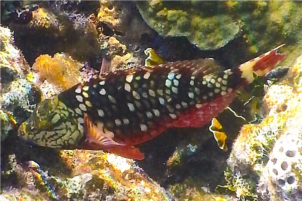 Parrotfish - Stoplight Parrotfish