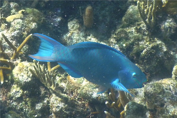 Parrotfish - Queen Parrotfish