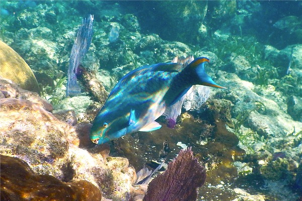 Parrotfish - Queen Parrotfish