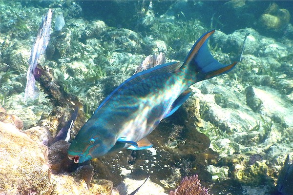 Parrotfish - Queen Parrotfish