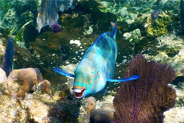 Parrotfish - Queen Parrotfish