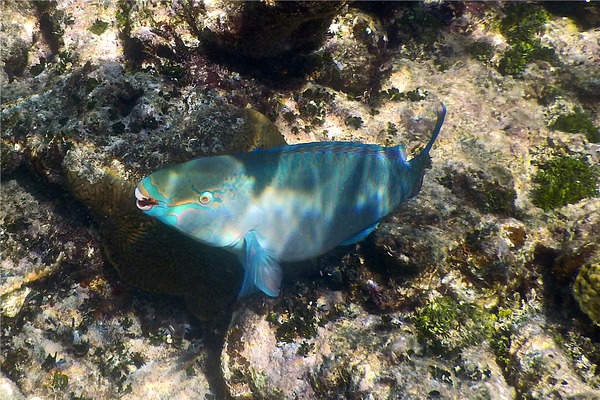 Parrotfish - Queen Parrotfish