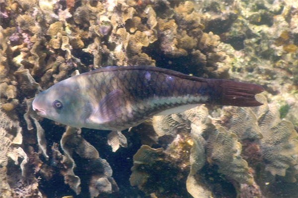 Parrotfish - Queen Parrotfish