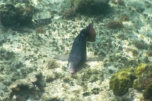 Parrotfish - Queen Parrotfish