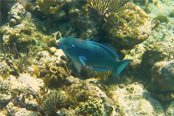 Parrotfish - Queen Parrotfish