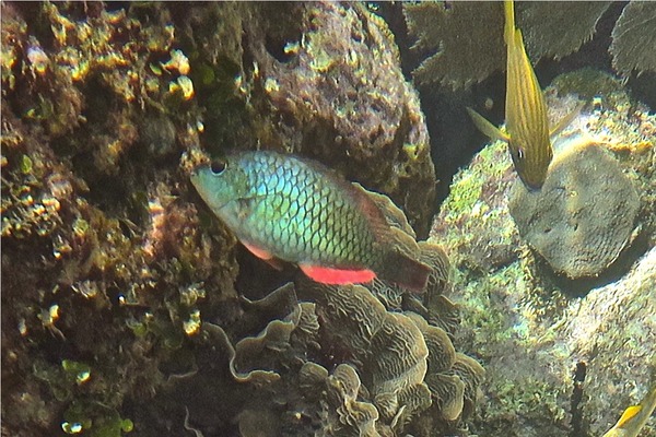 Parrotfish - Redband Parrotfish