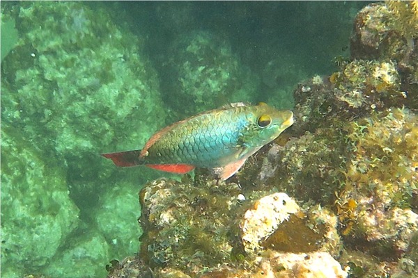 Parrotfish - Redband Parrotfish