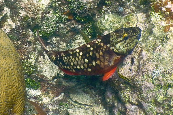 Parrotfish - Stoplight Parrotfish