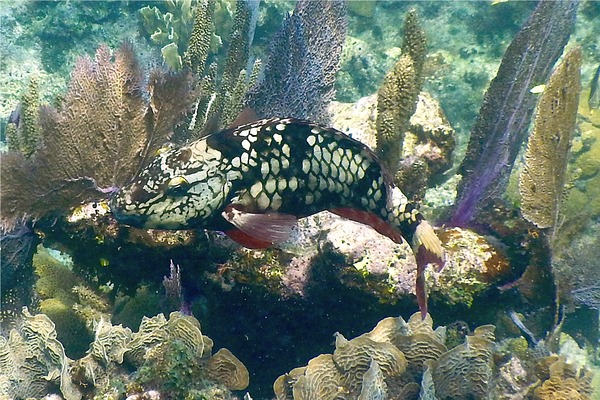 Parrotfish - Stoplight Parrotfish