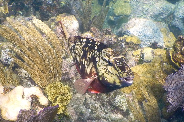 Parrotfish - Stoplight Parrotfish