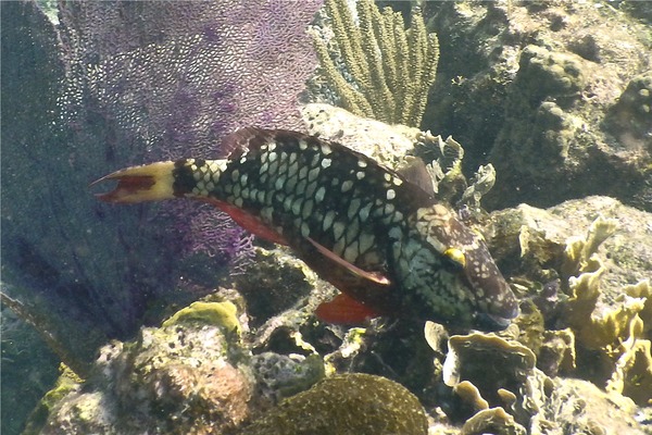 Parrotfish - Stoplight Parrotfish