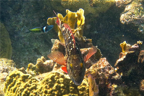 Parrotfish - Stoplight Parrotfish