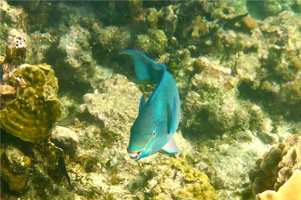 Parrotfish - Queen Parrotfish